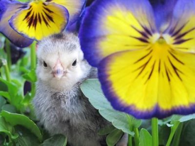 PVC Chicken Feeder, DIY Instructions. Reduce Feed Waste. Image